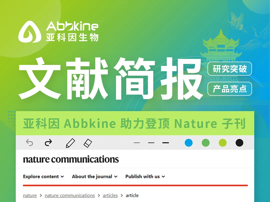 重磅文献|亚科因 Abbkine 助力登顶 Nature 子刊