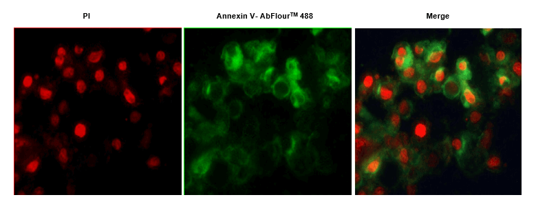 Annexin V-AbFluor™ 488/PI双染细胞凋亡检测试剂盒（货号KTA0002 ）实操全攻略