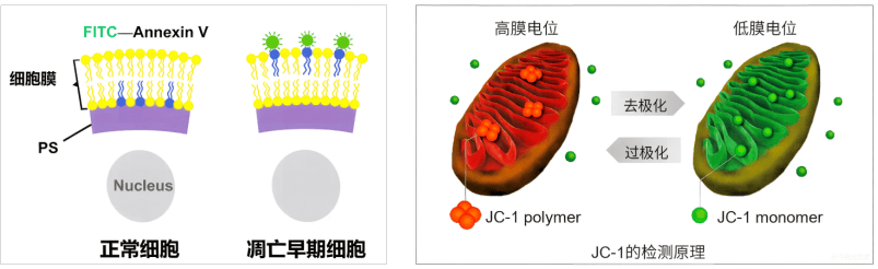 细胞凋亡检测全攻略:从早期PS外翻到晚期DNA断裂,选错试剂盒的坑我替你踩了