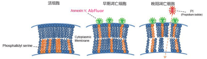 一文讲清 Annexin V 凋亡染色:原理图、十字门判读和避坑要点