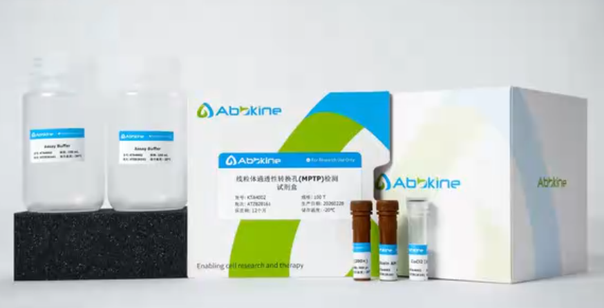 亚科因线粒体通透性转换孔(MPTP)检测试剂盒(货号KTA4002 )实操全攻略视频